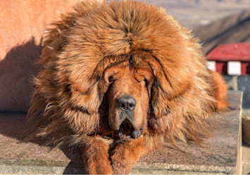 An adult Tibetan Mastiff, showcasing its impressive lion-like appearance with a thick red-gold double coat and massive mane around its head and neck, rests contentedly on a stone surface while displaying characteristic breed features including its broad muzzle, deep-set eyes, and substantial build.