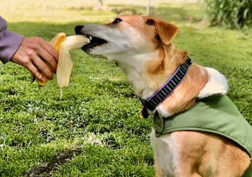 Can dogs eat bananas? Yes! As shown in this image, where a happy dog in a green vest eagerly accepts a fresh banana slice from their owner's hand, bananas can be a healthy treat for dogs.