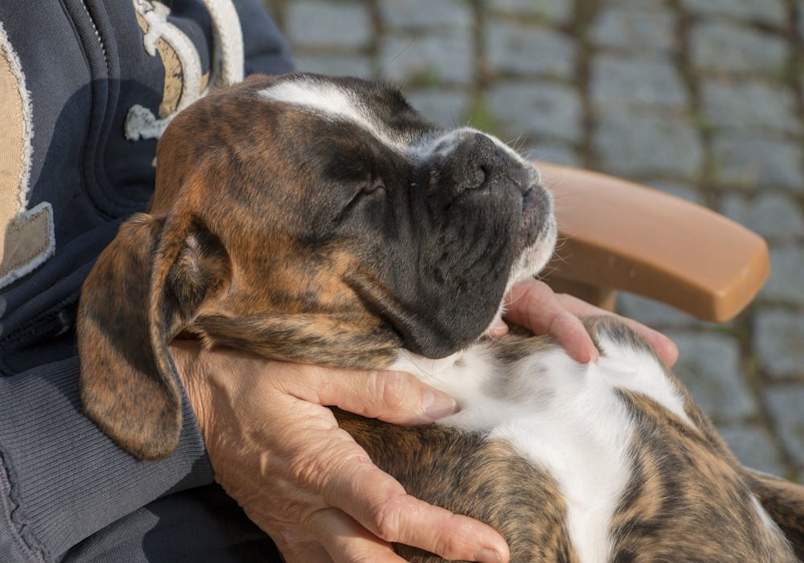 A young boxer puppy with a brindle coat peacefully resting in a person's arms, showcasing the gentle and affectionate side of the boxer dog breed, known for their loyal temperament and compatibility with kids.