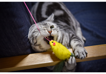 The image perfectly demonstrates cat enrichment in action, showing a gray tabby cat enthusiastically playing with one of the most popular cat enrichment toys - a bright yellow feather bird attached to a pink string wand. 