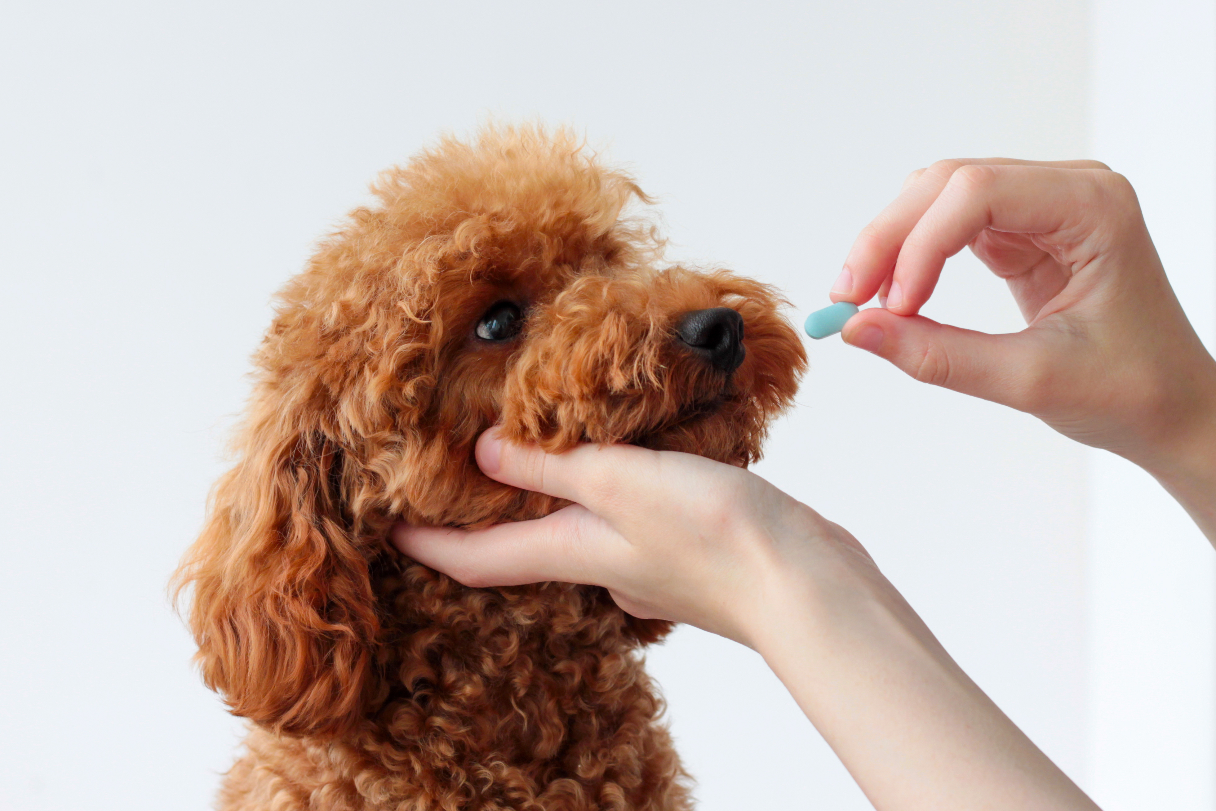 A person holds a red toy poodle's chin and offers a blue capsule, illustrating how antibiotics for dogs are typically administered at home.