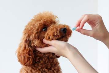 A person holds a red toy poodle's chin and offers a blue capsule, illustrating how antibiotics for dogs are typically administered at home.