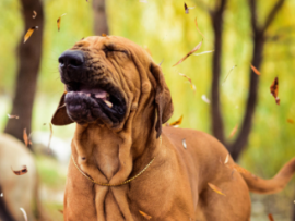 hound sneezing