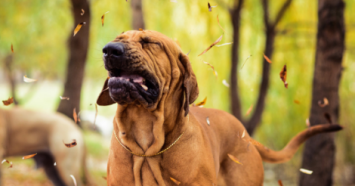 A hound in the woods sneezing