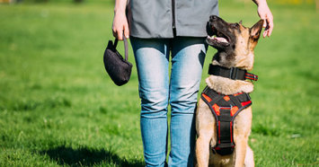 german shepherd training in grass