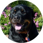 Spike-Rottweiler