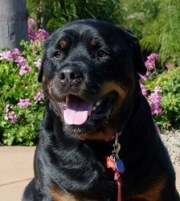 Spike-Rottweiler