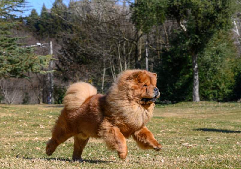 A red chow chow puppy joyfully running across a park lawn, demonstrating the chow chow dog breed’s playful side despite their typically reserved personality and the moderate exercise needs of this breed.