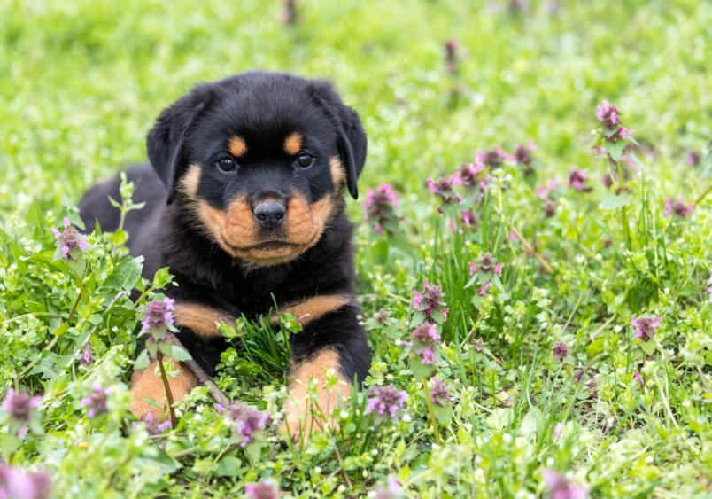 Adorable rottweiler lying in a field of wildflowers, showcasing the gentle and curious nature of Rottweiler puppy.