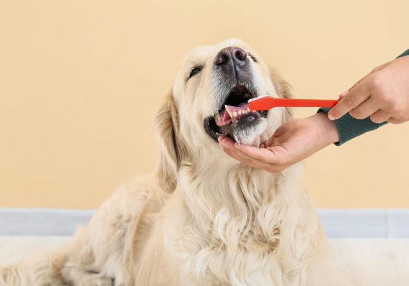 A golden retriever lies calmly as its teeth are being brushed with a red toothbrush, illustrating the importance of regular dog dental care. 