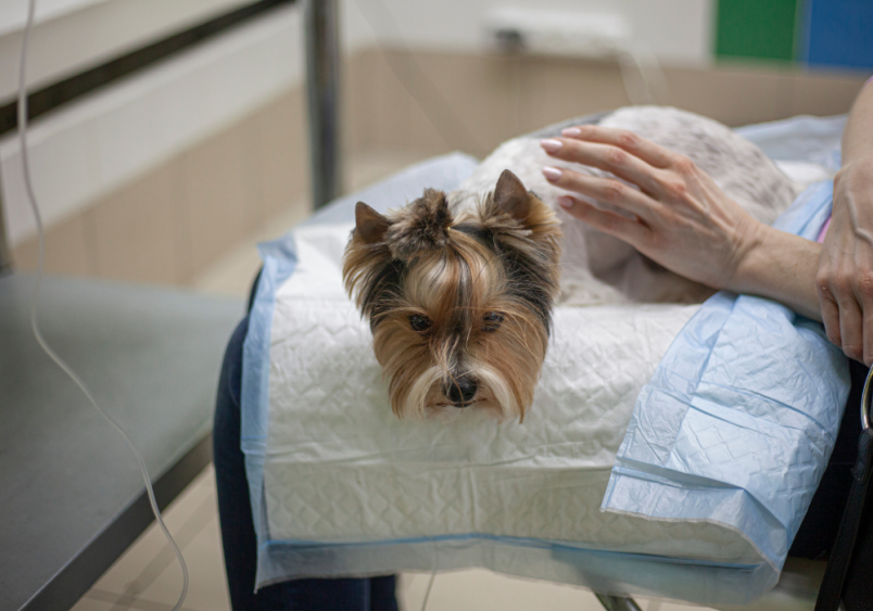 A small dog lies on a medical pad, looking unwell, highlighting the seriousness of issues like bloody diarrhea in dogs and the need for immediate veterinary attention. Knowing why your dog is pooping blood can help in seeking timely and appropriate treatment for dog blood in stool.