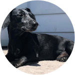 Dexter the black daschund