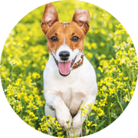 Jack Russel Terrier Dog Breed