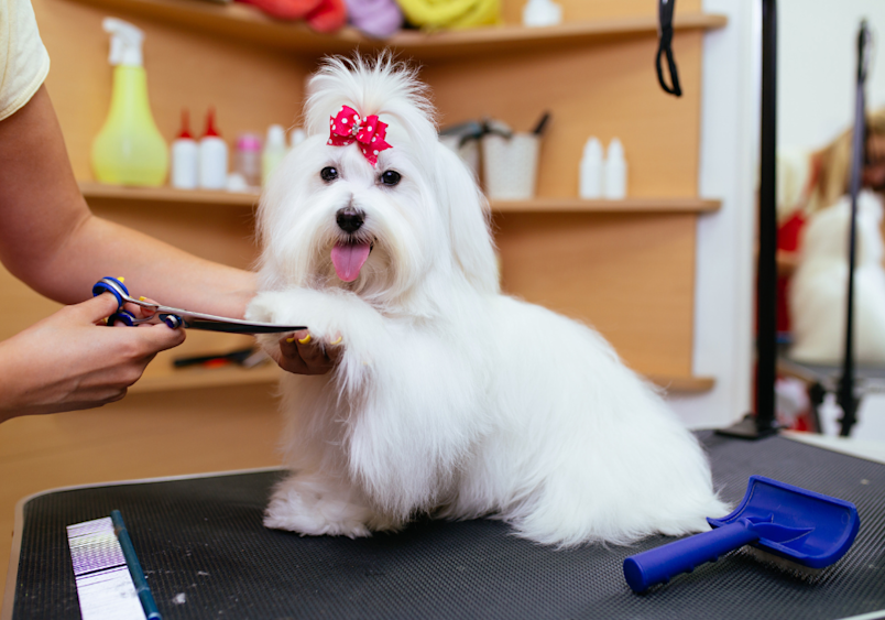 A fluffy white Maltese with a red bow sits patiently on a grooming table while being professionally trimmed, highlighting how regular grooming is essential for maintaining this breed's luxurious coat and overall health, preventing matting and allowing for early detection of skin issues.