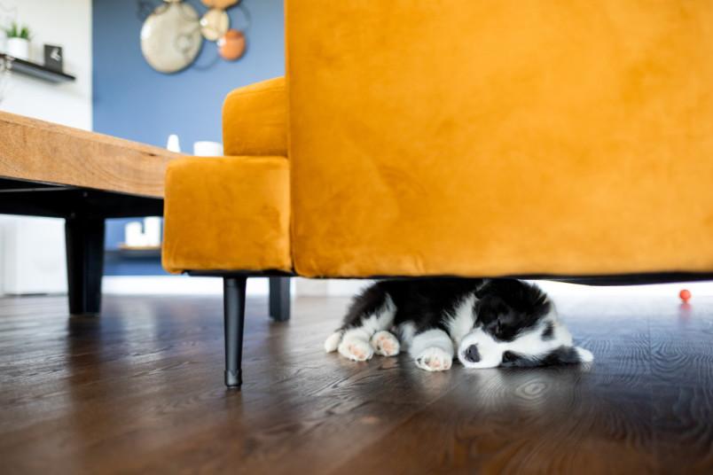 a black and white puppy hiding under a yellow couch after throwing up
