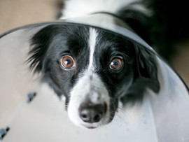 border collie in a cone after neuter surgery