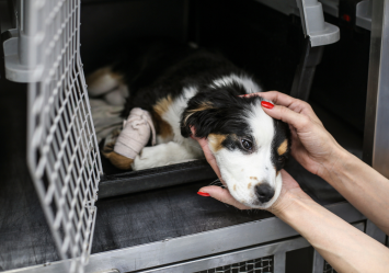 This cute pup in the image is lying down in a cage, most probably on his way to the vet. He has a bandage on his leg, most likely indicating that he has difficulty standing up, can a glucosamine be used as a supplement to help this?