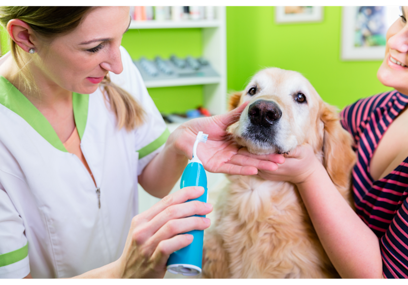 A veterinarian is demonstrating preventing and managing dog tooth decay by using a blue electric toothbrush on a golden retriever at a veterinary clinic. 