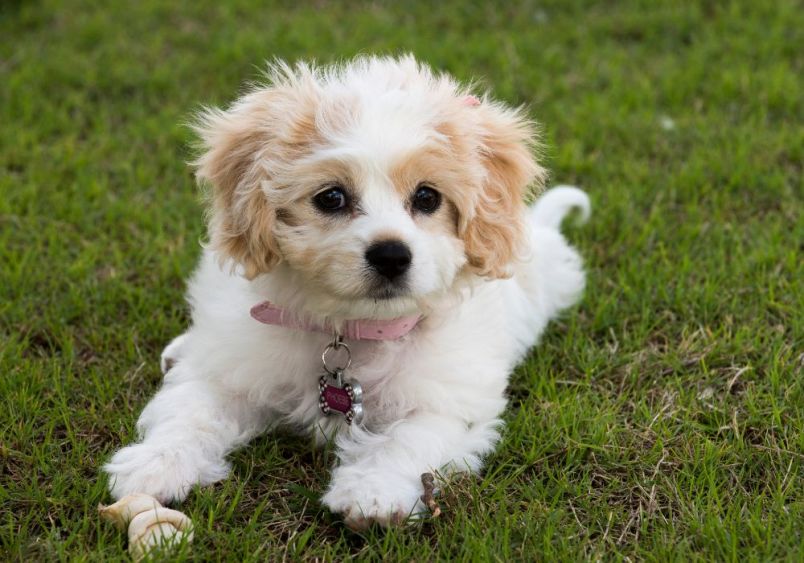 A young Cavachon dog, with soft white fur and light tan patches on its ears and around its eyes, lying on a grassy lawn, looking up with a playful and curious expression. Showing the charming mix of the Cavalier King Charles Spaniel breed and Bichon Frise breed.