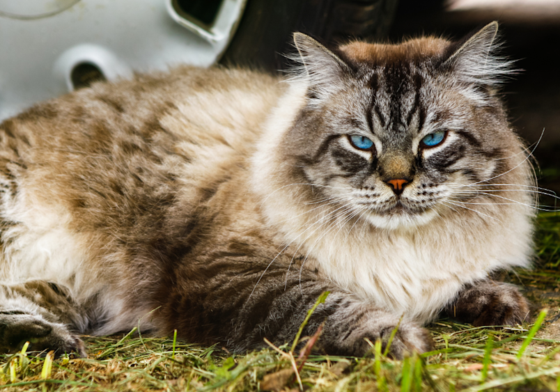 A magnificent Siberian cat, one of the most sought-after and prettiest natural cat breeds, displays its luxurious long fur coat and piercing blue eyes while lounging in grass, showcasing why this ancient breed is considered among the most beautiful and beloved companion cats.