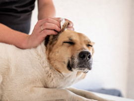 Person Cleaning Dog's Ears