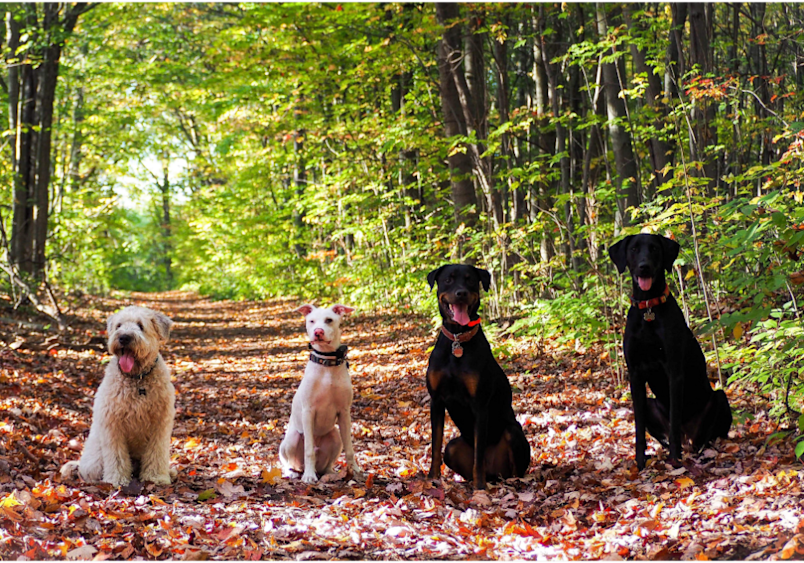 Four different dog breeds sit together on an autumn forest trail, including breeds like Labradors that are particularly prone to developing lipomas in dogs as they age. These varied breeds demonstrate how fatty tumors in dogs can affect any type of dog, from fluffy mixed breeds to pit bulls and retrievers, with older and overweight dogs being more susceptible to developing a fatty lump on dog skin. 