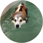 Wally - Pembroke Welsh Corgi