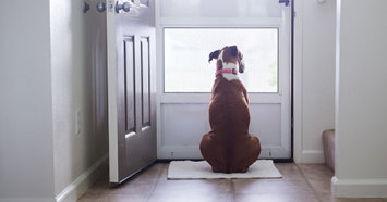 Keeping Your Dog Calm When Guests Come to Visit