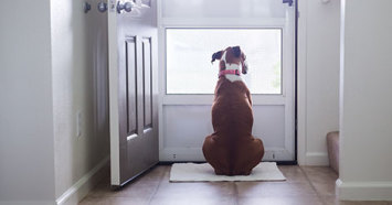 dog looking out the open front door