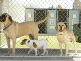 Three Dogs Behind Chain Link Fence