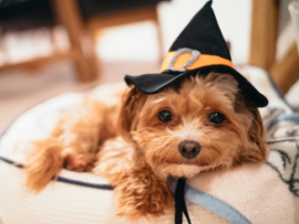 A small dog ready for a safe halloween