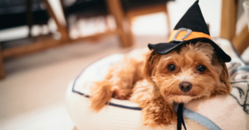 A small dog ready for a safe halloween