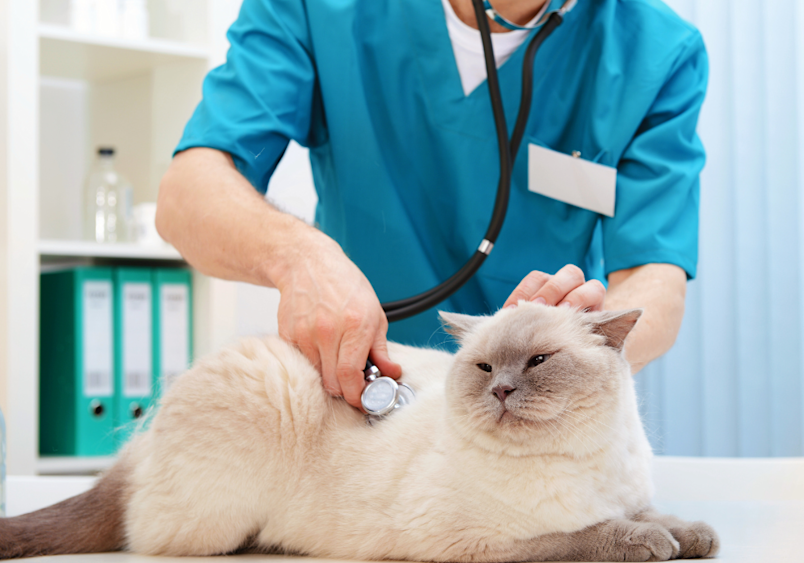 A relaxed Ragdoll cat receiving a yearly pet wellness exam from a veterinary professional in teal scrubs using a stethoscope.