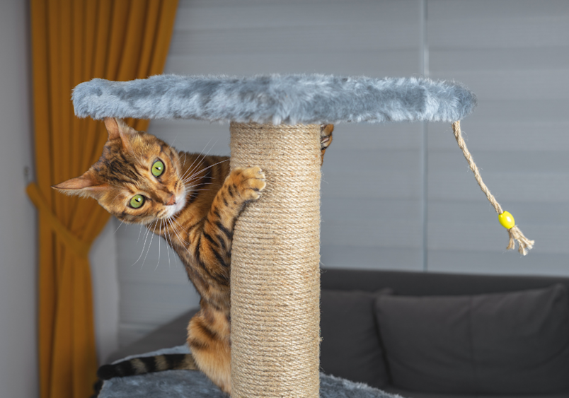 A great alternative to Laser Declawing is to provide your cat with Cat trees for their Environmental Enrichment. And a way to avoid costs from Laswer Declawing or even Traditonal Methods for Declawing. 