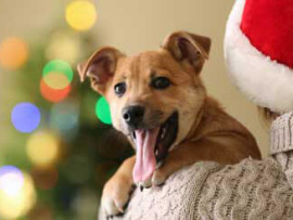 Holiday Pet Dangers