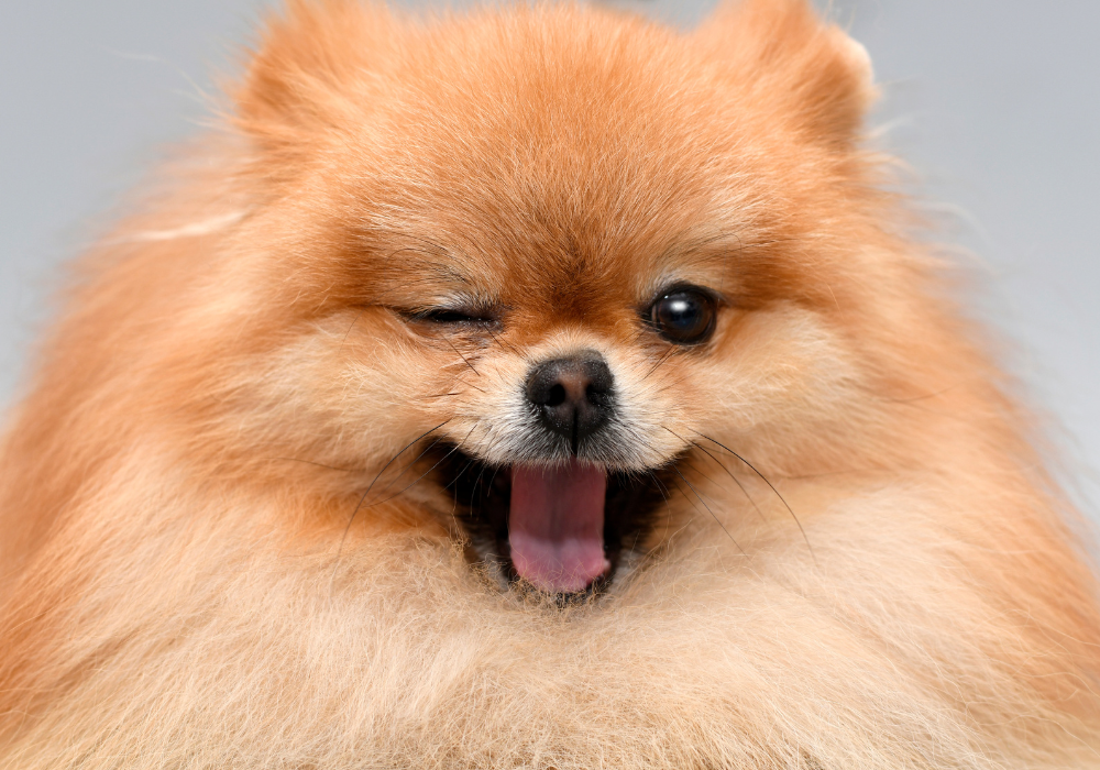 Cute Pomeranian Dog