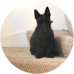 Sorin- Scottish Terrier