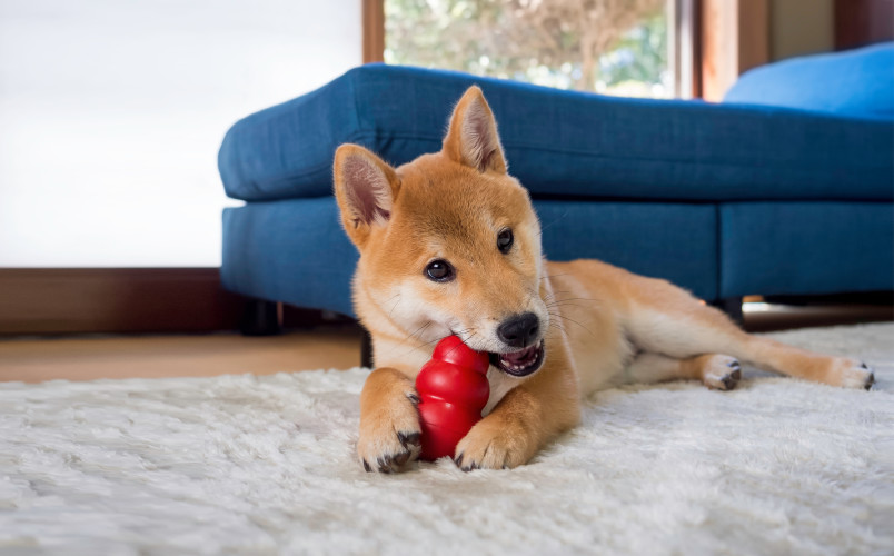 A puppy chewing on a toy to help with his teething