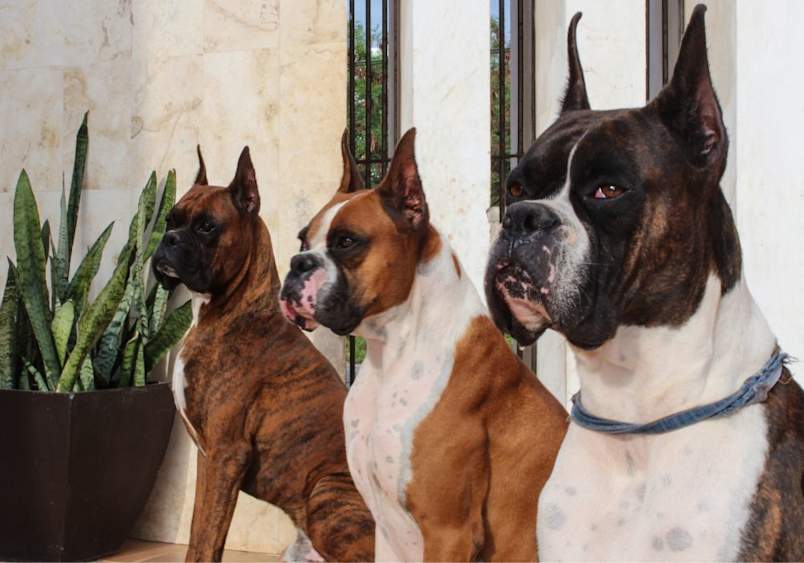 Three American boxer dogs—one brindle, one fawn, and one black mask—posing attentively indoors, exemplifying the boxer dog breed's alertness and strength, reinforcing that boxers are good dogs known for their protective and loyal nature.