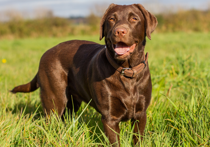 A chocolate lab standing in a grassfield. 