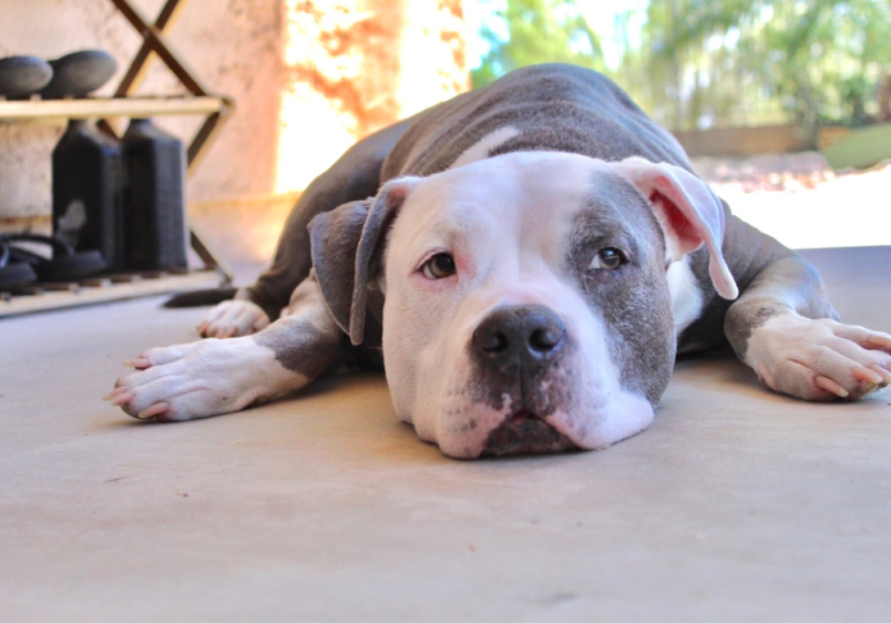 A white and gray pit bull lazing around his owner's garage, which makes you wonder, what were pit bulls bred for? Is it to laze around, or to herd like a Border Collie. 