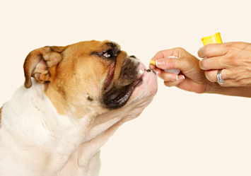 A close-up profile of a Bulldog's face as a hand holds medication near its mouth, which raises the critical concern "can dogs take human antibiotics?"