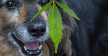 older dog behind marijuana leaf