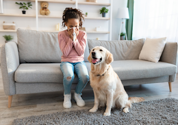 A woman sitting on a gray couch appears to be sneezing or coughing into her hands while a Golden Retriever sits attentively beside her, raising the common question of "can dogs get the flu from humans?"