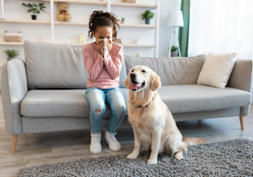 A woman sitting on a gray couch appears to be sneezing or coughing into her hands while a Golden Retriever sits attentively beside her, raising the common question of "can dogs get the flu from humans?"