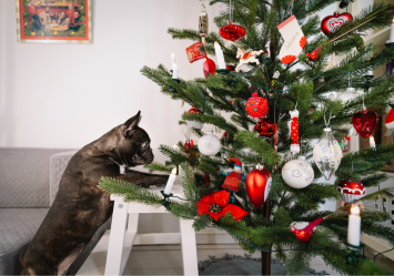 This dog is enchanted with the christmas tree that it can't keep itself away from it. Perhaps, there are some ways to pet proof a christmas tree.