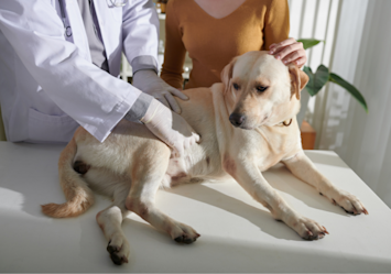 Yellow Labrador receiving a check-up at the vet while its owner stands nearby, a common scenario when your pup has a dog upset stomach - you can see the gentle examination that helps determine whether it's just something they shouldn't have eaten or if they need medication to feel better