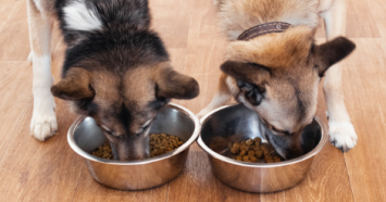 two shepherds eating next to each other