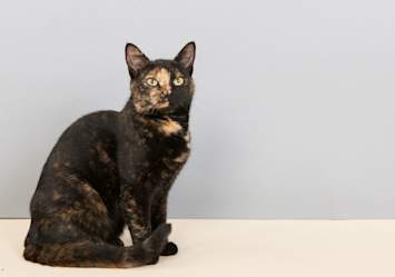 A sleek, short-haired tortoiseshell cat with a blend of black and orange fur sits upright against a neutral grey background, showcasing the unique coat pattern typical of this rare color variant.