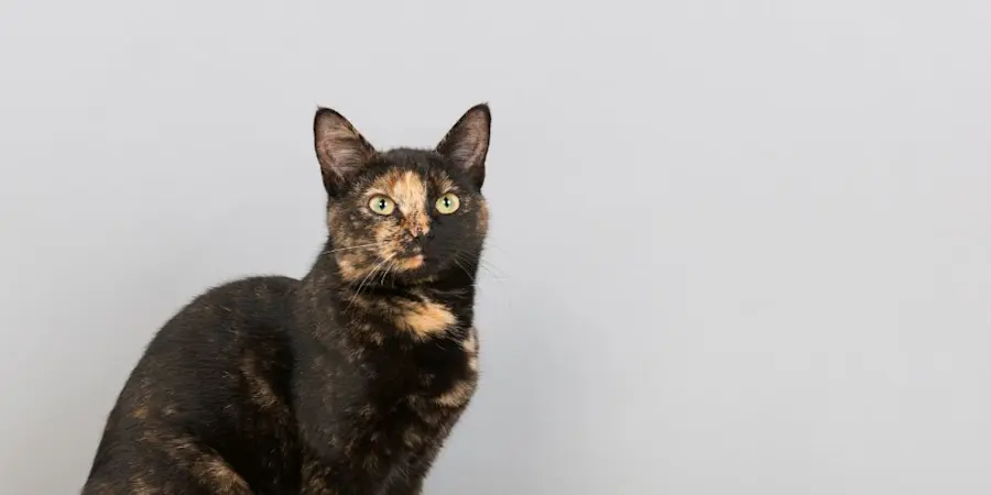 Are Tortoiseshells Smaller Than Other Cat Breeds? Discover Facts!